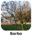 sorbo